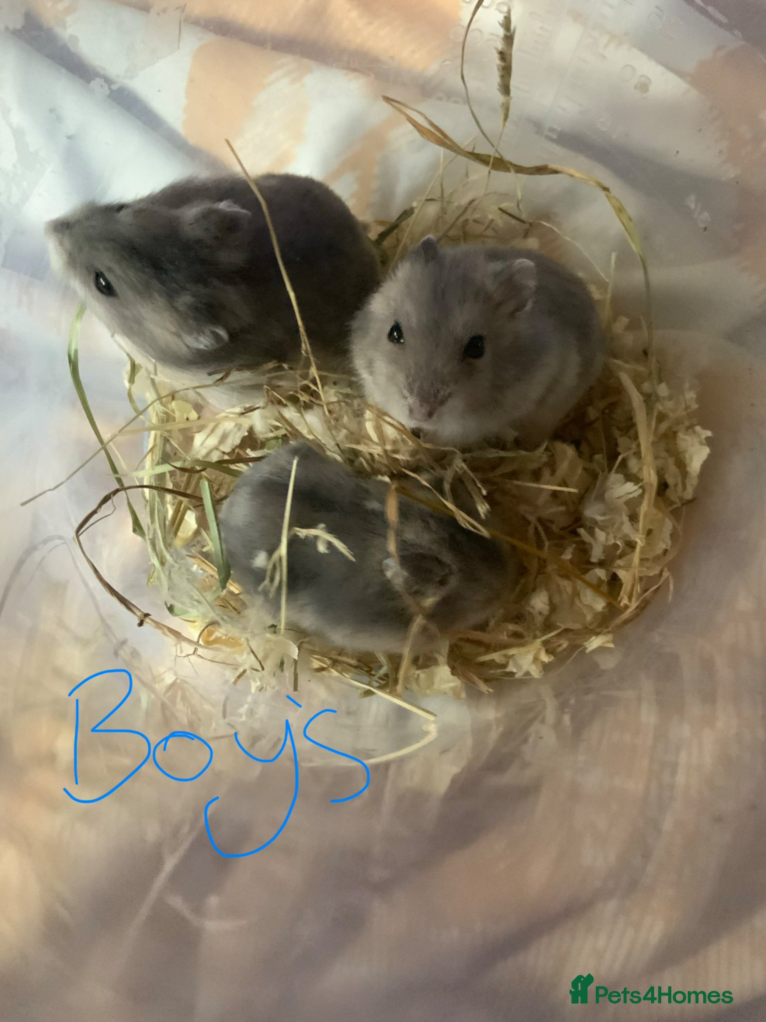 Hamster rodents Baby Russian Dwarf hamsters - Advert 7