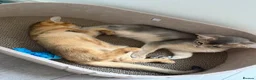Abyssinian cats for sale: 🐾 Two Gorgeous Abyssinian Kittens 🐈‍⬛ - Advert 23