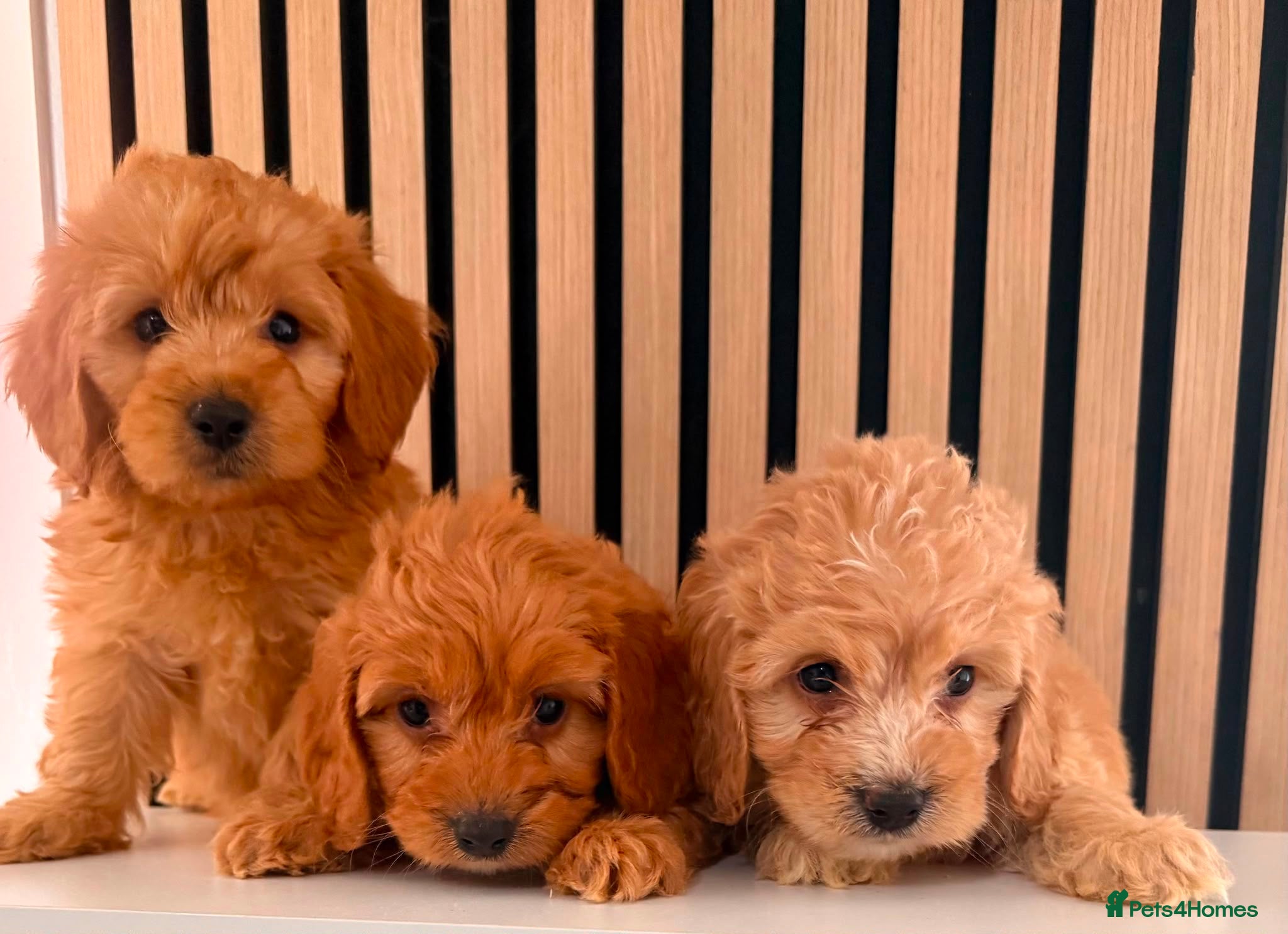 Cockapoo dogs Adorable puppies - Advert 17