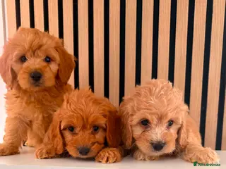 Cockapoo dogs Adorable puppies - Advert 3