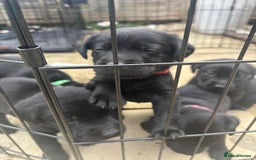 Labrador Retriever dogs for sale: Beautiful Black Labrador  - Image 17