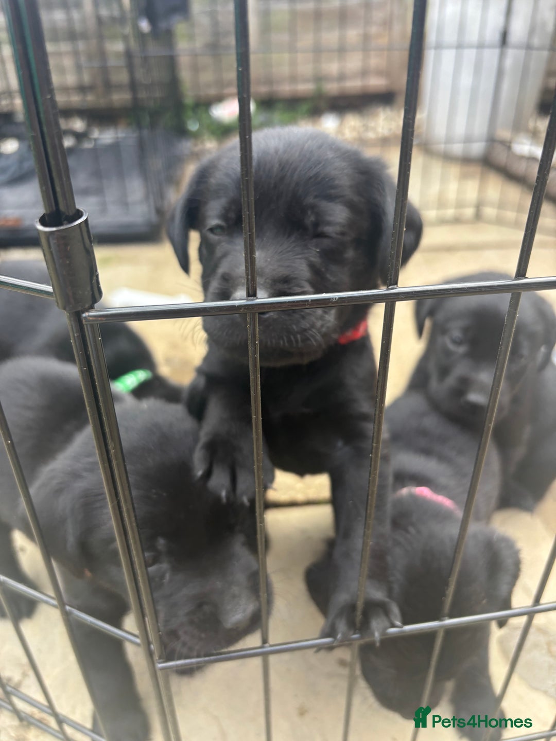 Labrador Retriever dogs for sale: Beautiful Black Labrador  - Image 17