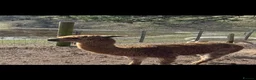 Alpaca livestock for sale: 3 Beautiful Alpacas  in Falkirk - Advert 6