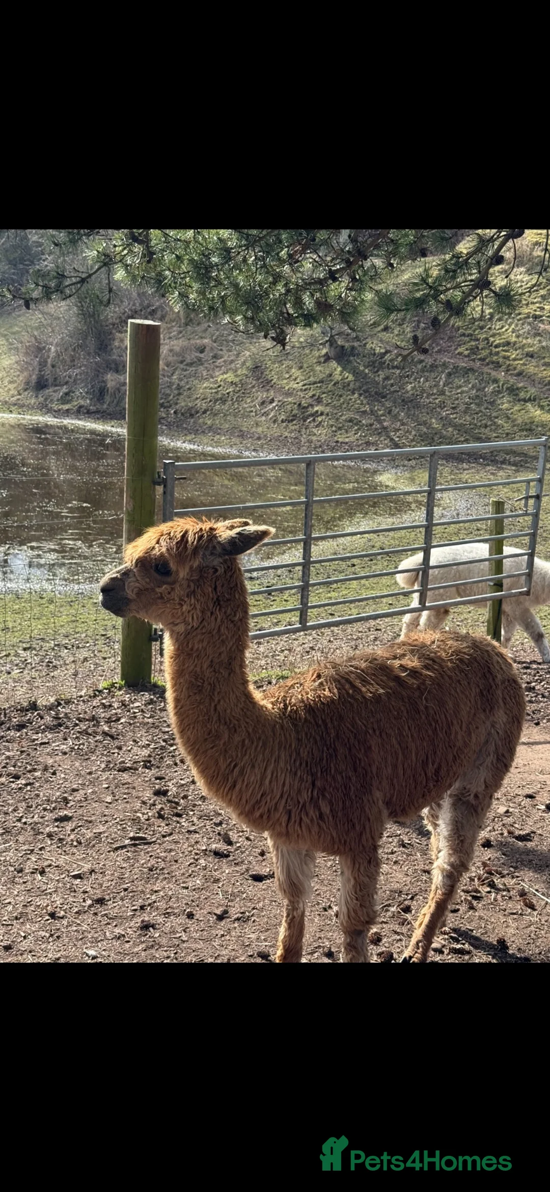 Alpaca livestock for sale: 3 Beautiful Alpacas  in Falkirk - Advert 6