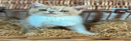 Exotic cats for sale: Stunning exotic kittens high quality m - Advert 22