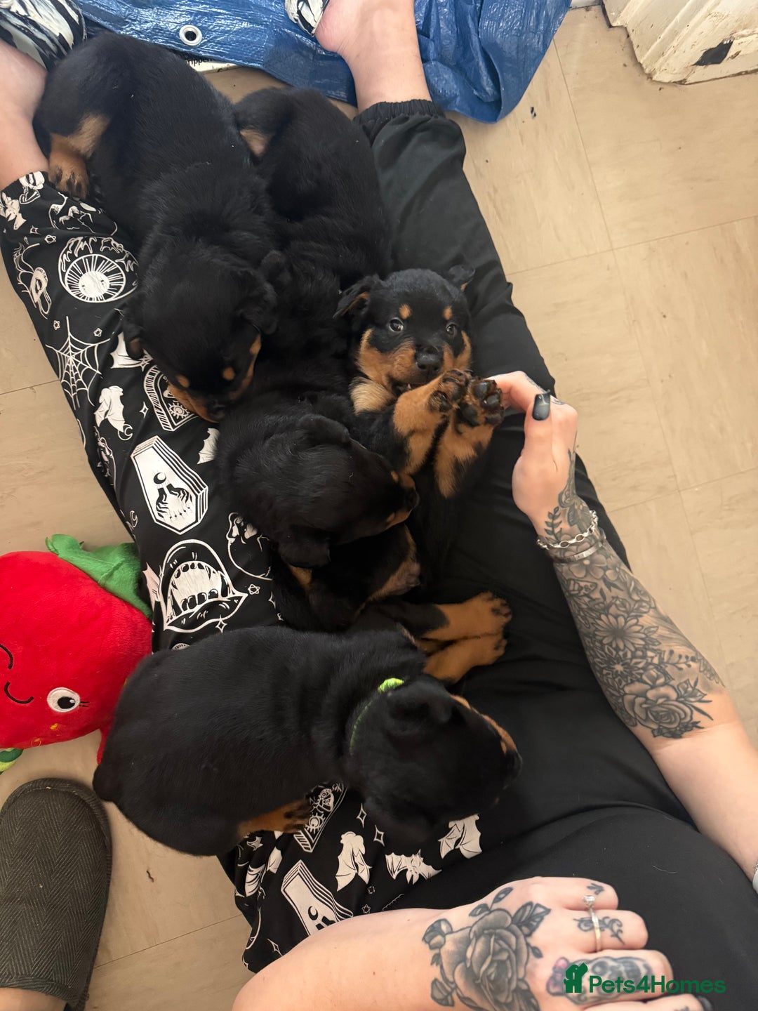 Mixed Breed dogs for sale: Beautiful chunky 3/4 Rottweiler 1/4 sharpei pups  - Advert 13