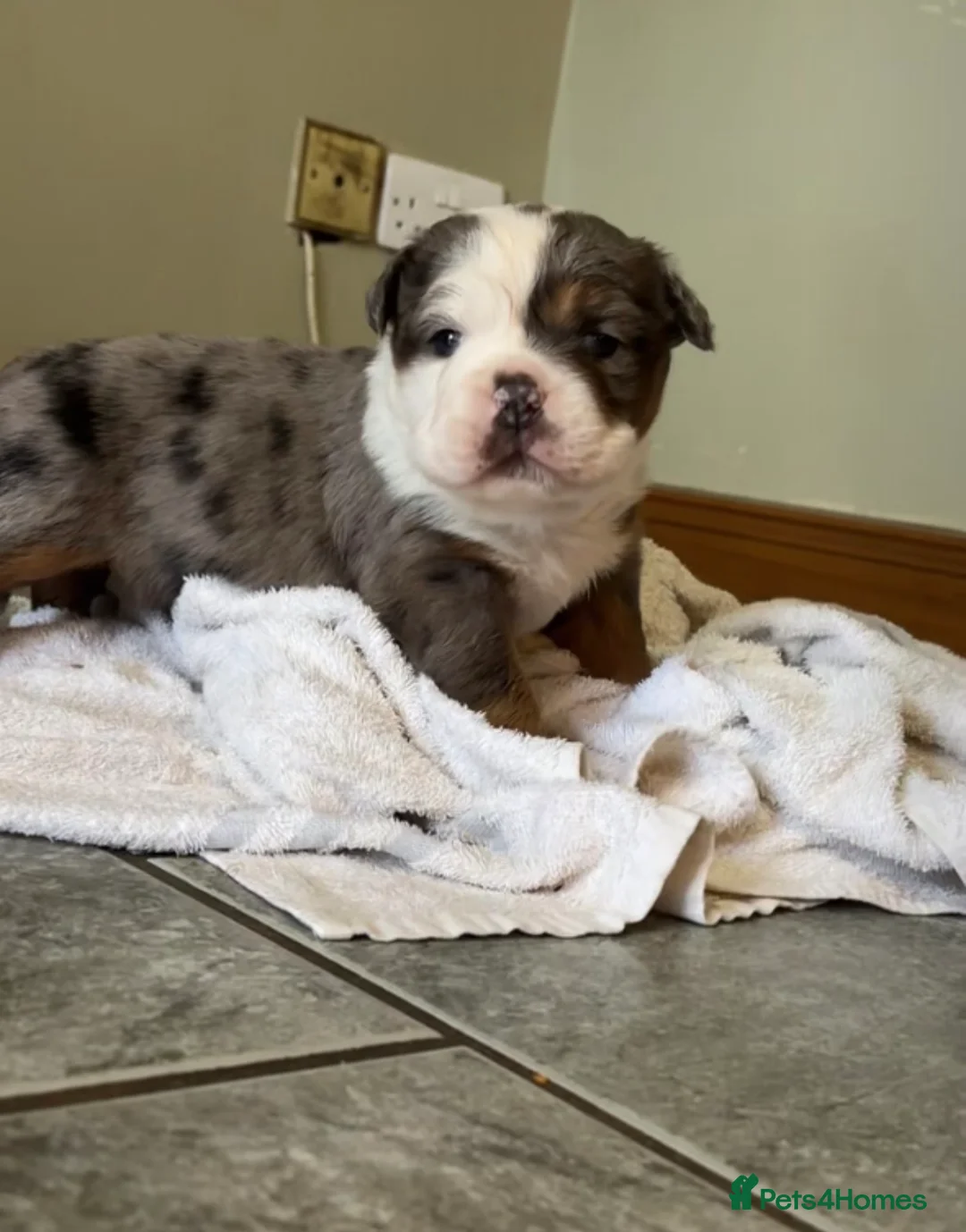 Olde English Bulldogge dogs for sale: Blue Merle Long Haired OEB Female 💙 - Advert 1