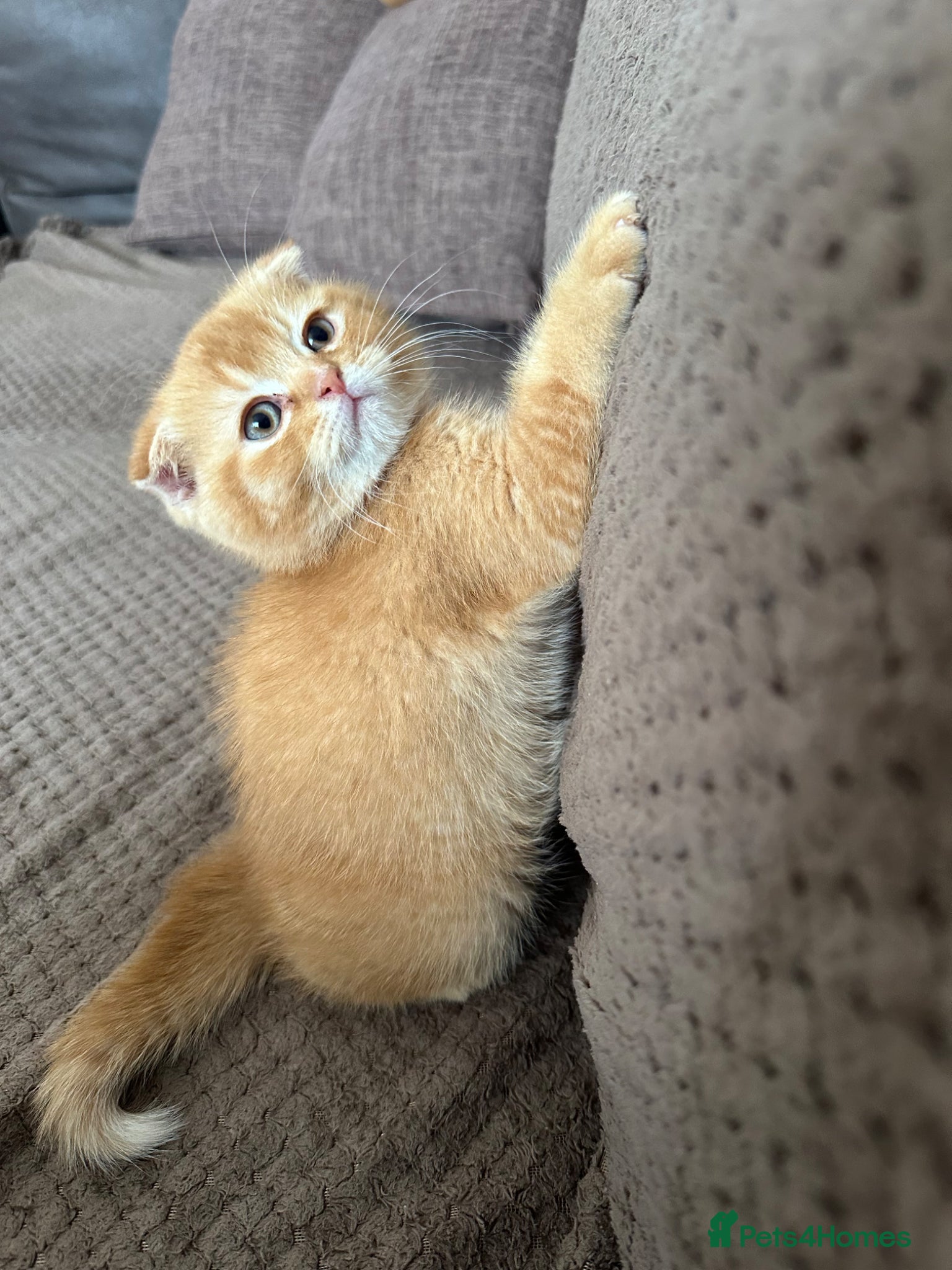 Scottish Fold cats Adorable Scottish Fold&straight kittens Ready Soon - Advert 1