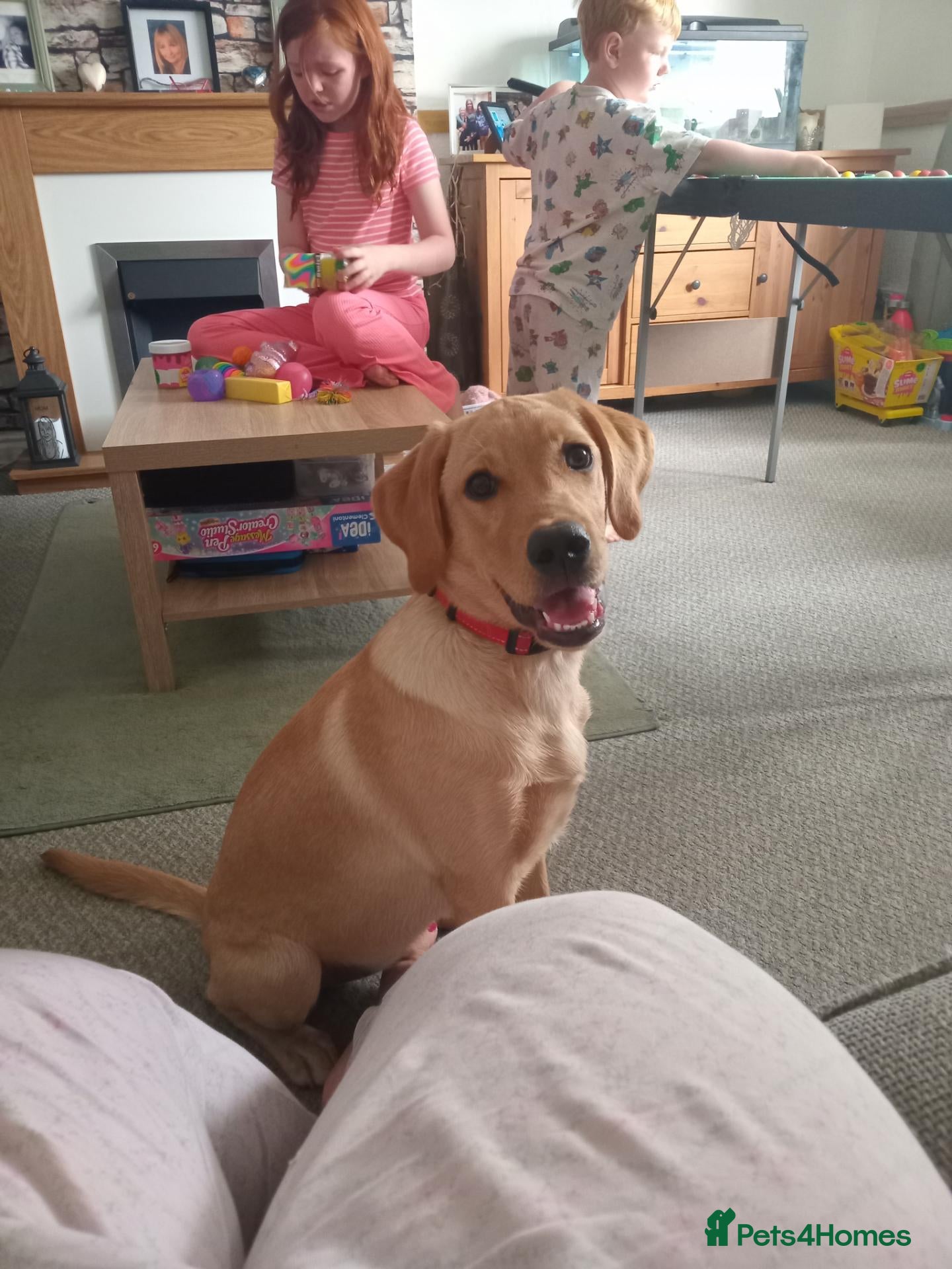 Labrador Retriever dogs 7 month old Labrador  - Advert 1