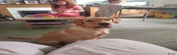 Labrador Retriever dogs for sale: 7 month old Labrador  in Wolverhampton - Advert 1