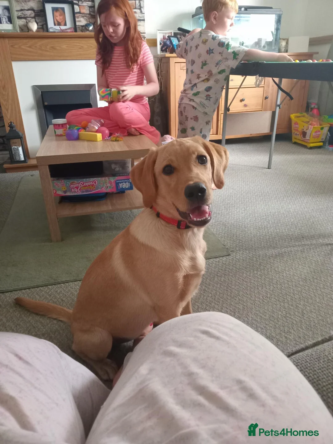 Labrador Retriever dogs for sale: 7 month old Labrador  in Wolverhampton - Advert 1