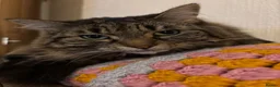 Mixed Breed cats for sale: Adorable Adult Female for Adoption  - Advert 1