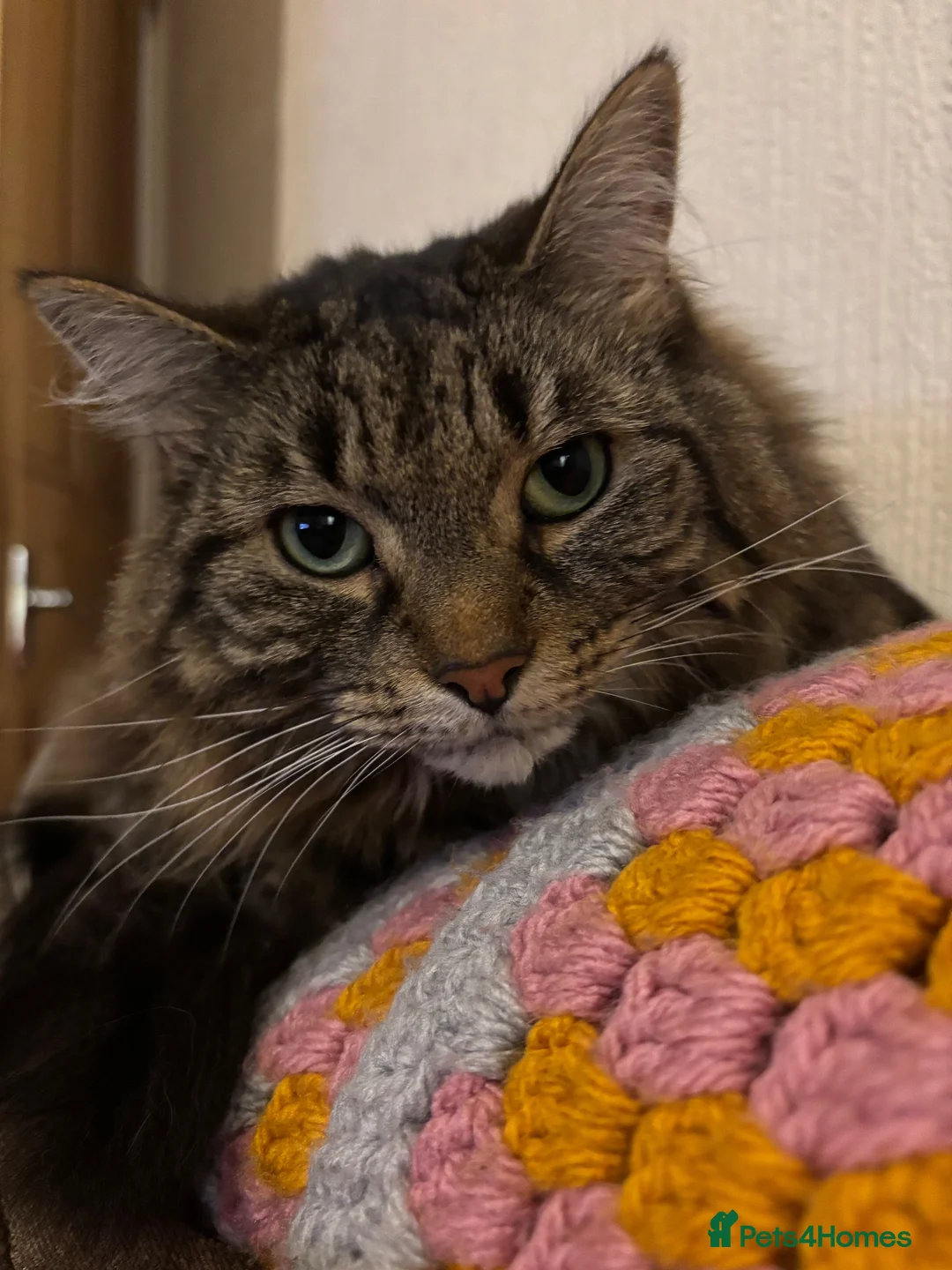 Mixed Breed cats for sale: Adorable Adult Female for Adoption  - Advert 1