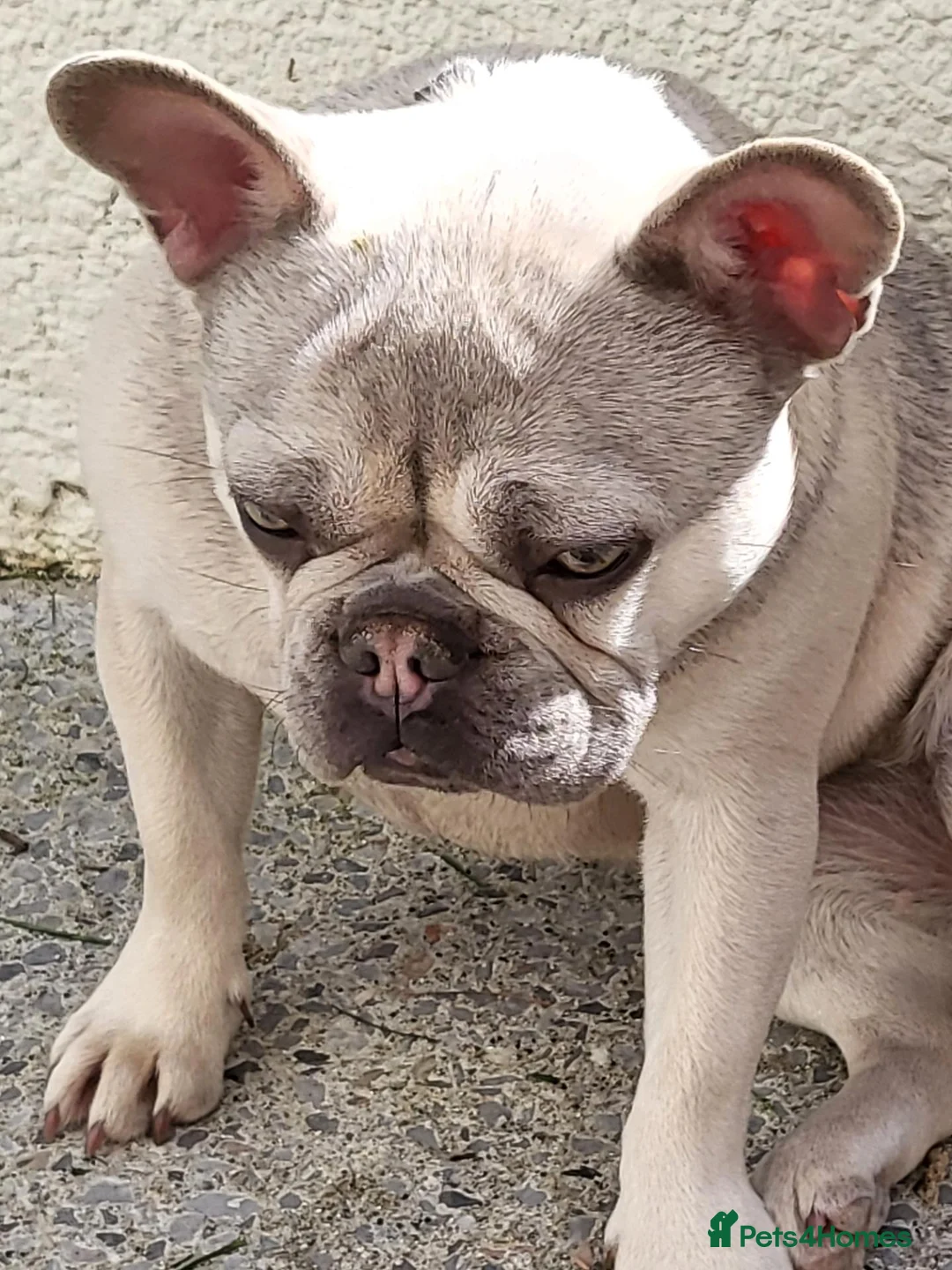 French Bulldog dogs for sale: Frankie the frencie in Plymouth - Advert 3