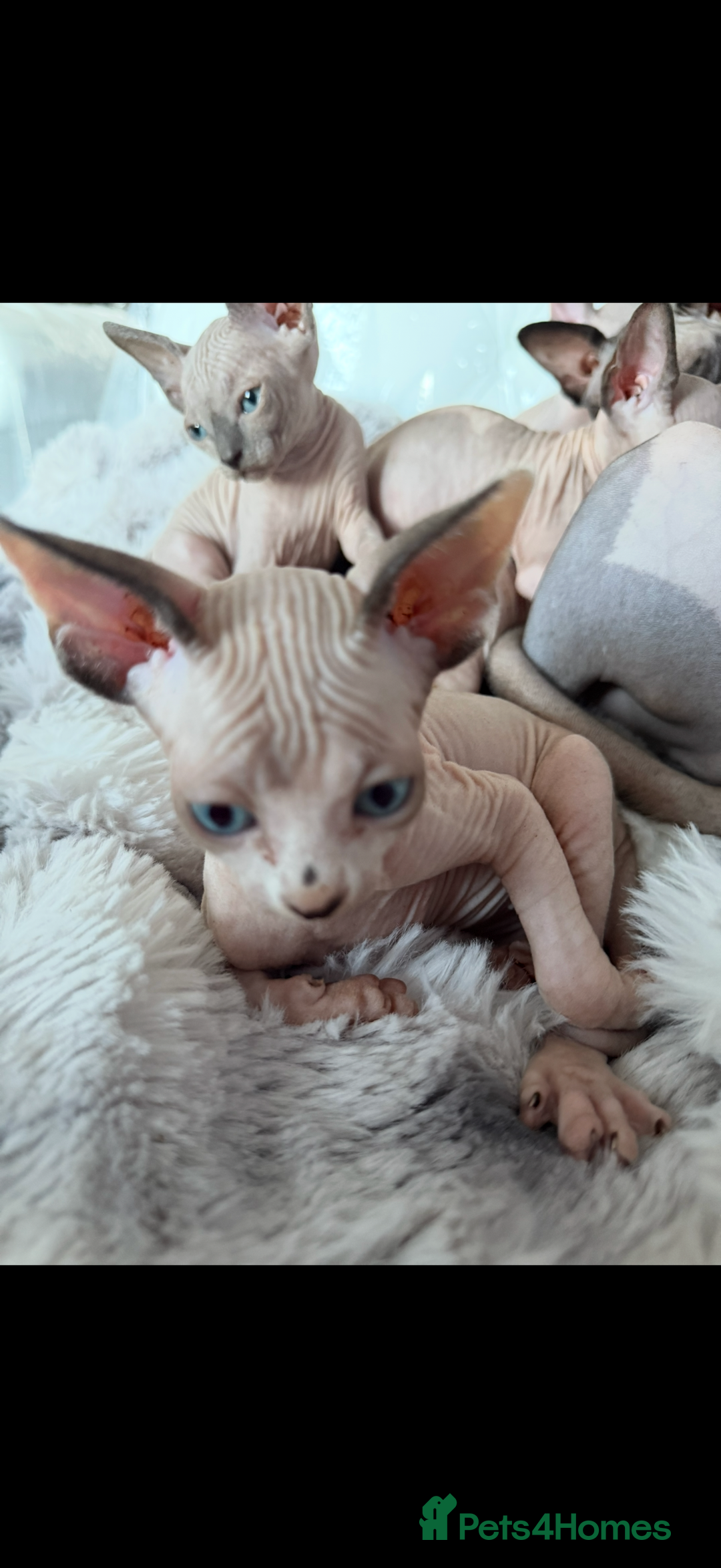 Sphynx cats for sale: canadian sphynx for sale  - Advert 20