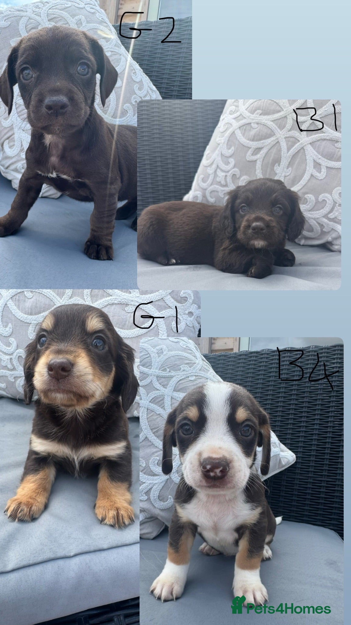 Mixed Breed dogs CHI SPANIEL PUPPIES READY 5th SEP - Advert 1