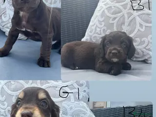 Mixed Breed dogs CHI SPANIEL PUPPIES READY 5th SEP - Advert 1