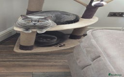 British Longhair cats for sale: Beautiful British Longhair female  - Advert 9