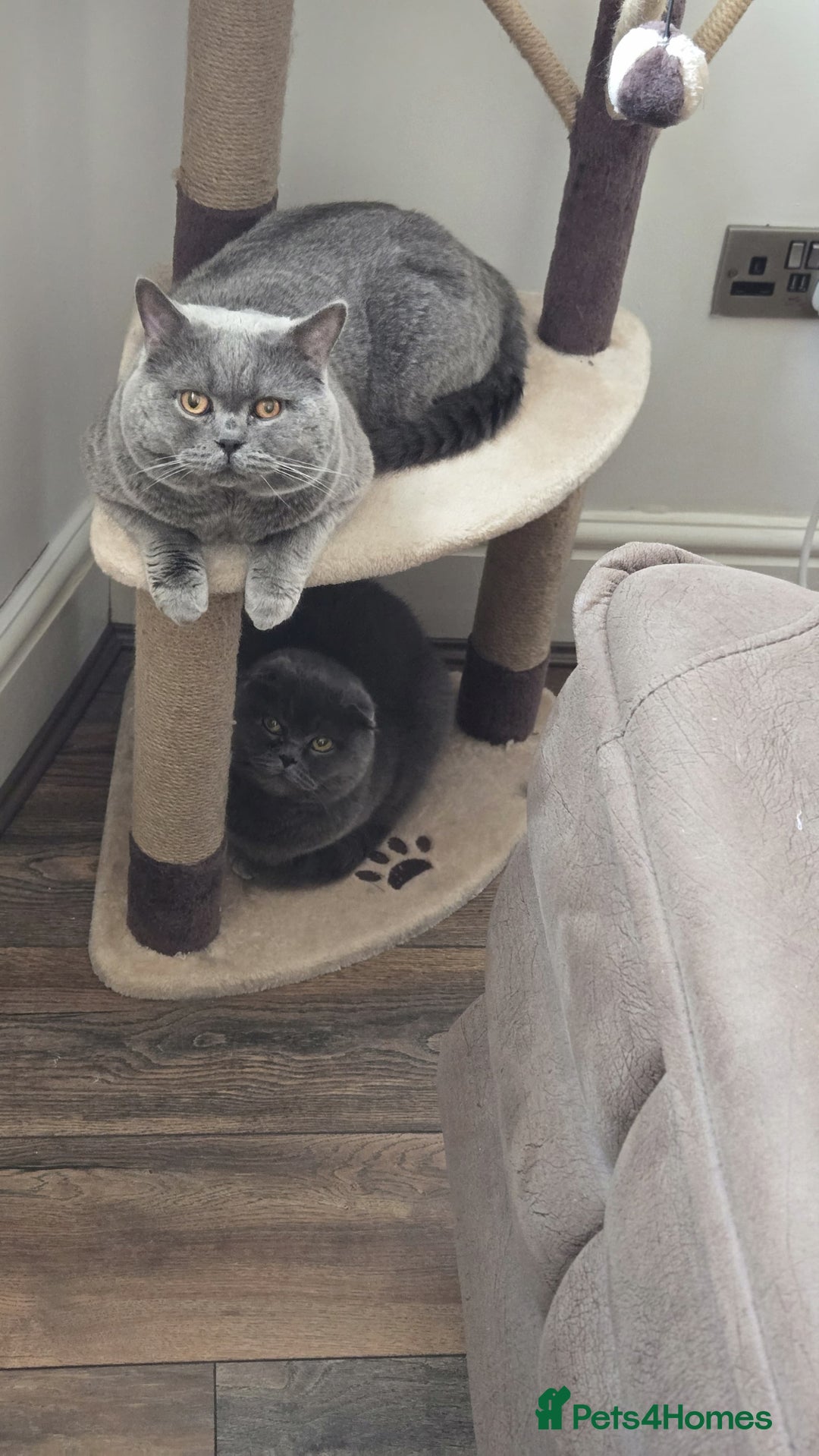 British Longhair cats for sale: Beautiful British Longhair female  - Advert 9