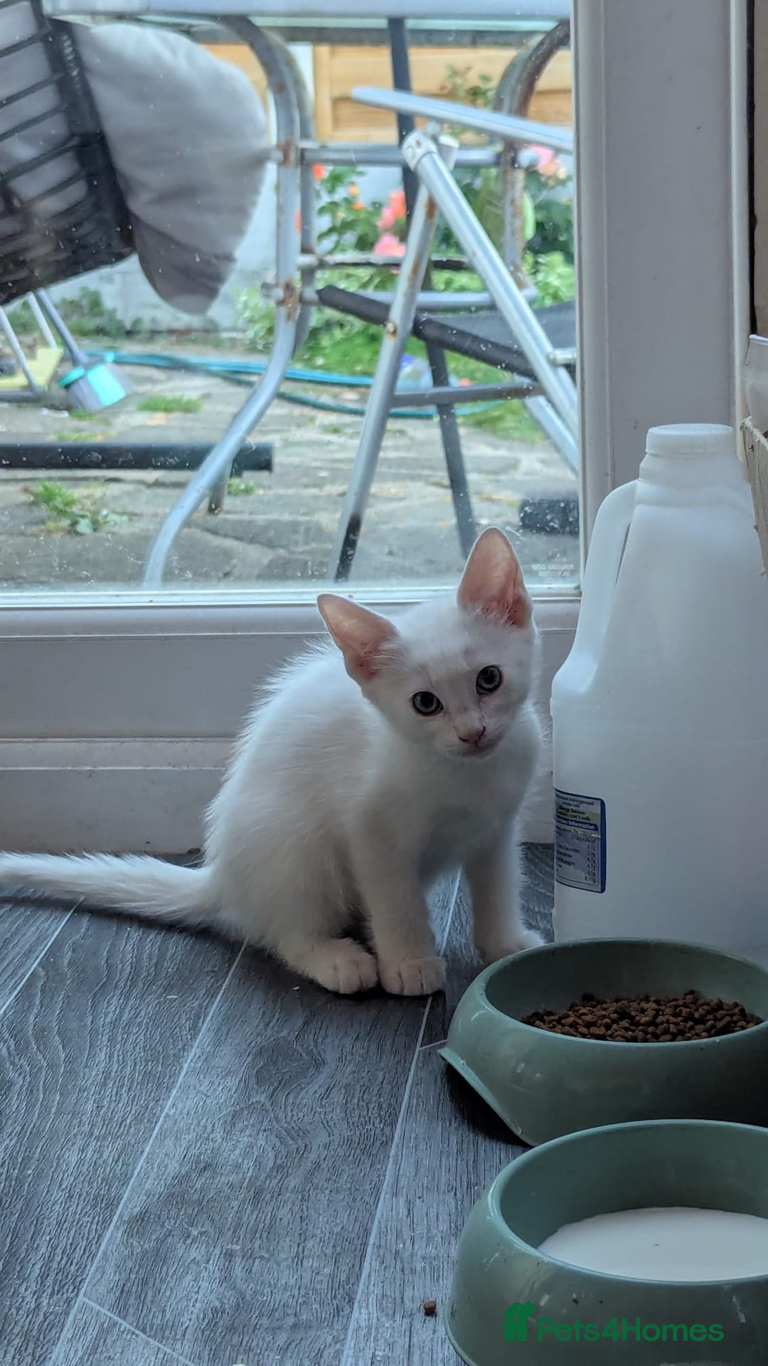 Mixed Breed cats for sale: Mixed kittens - Image 7