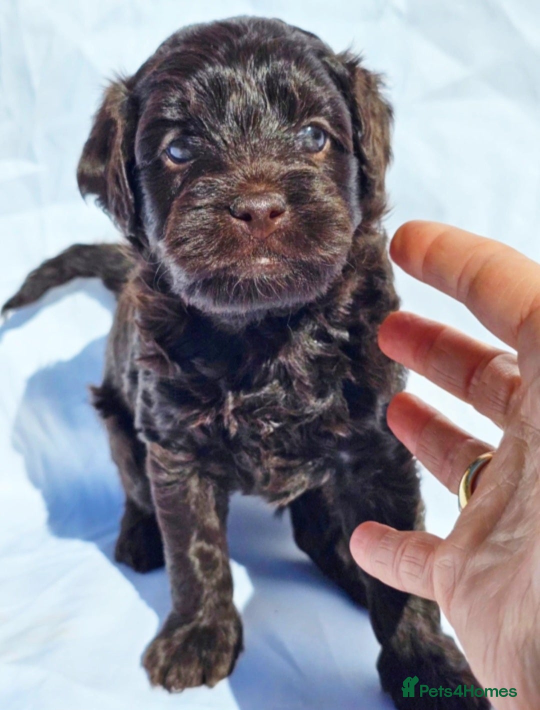 Labradoodle dogs  Australian labradoodles miniature  - Advert 15