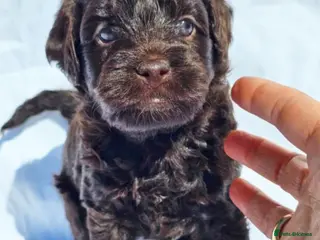 Labradoodle dogs Australian labradoodles miniature - Advert 15