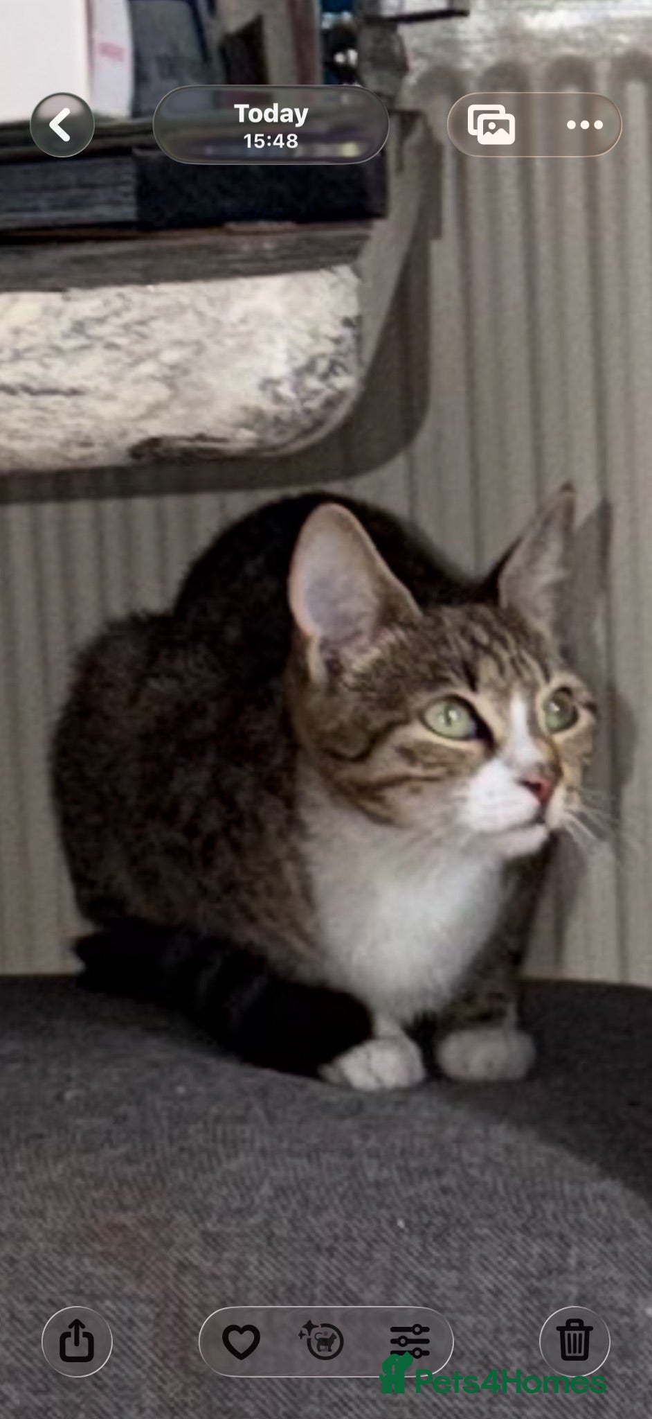 Mixed Breed cats 2 beautiful male kittens for sale - Advert 2