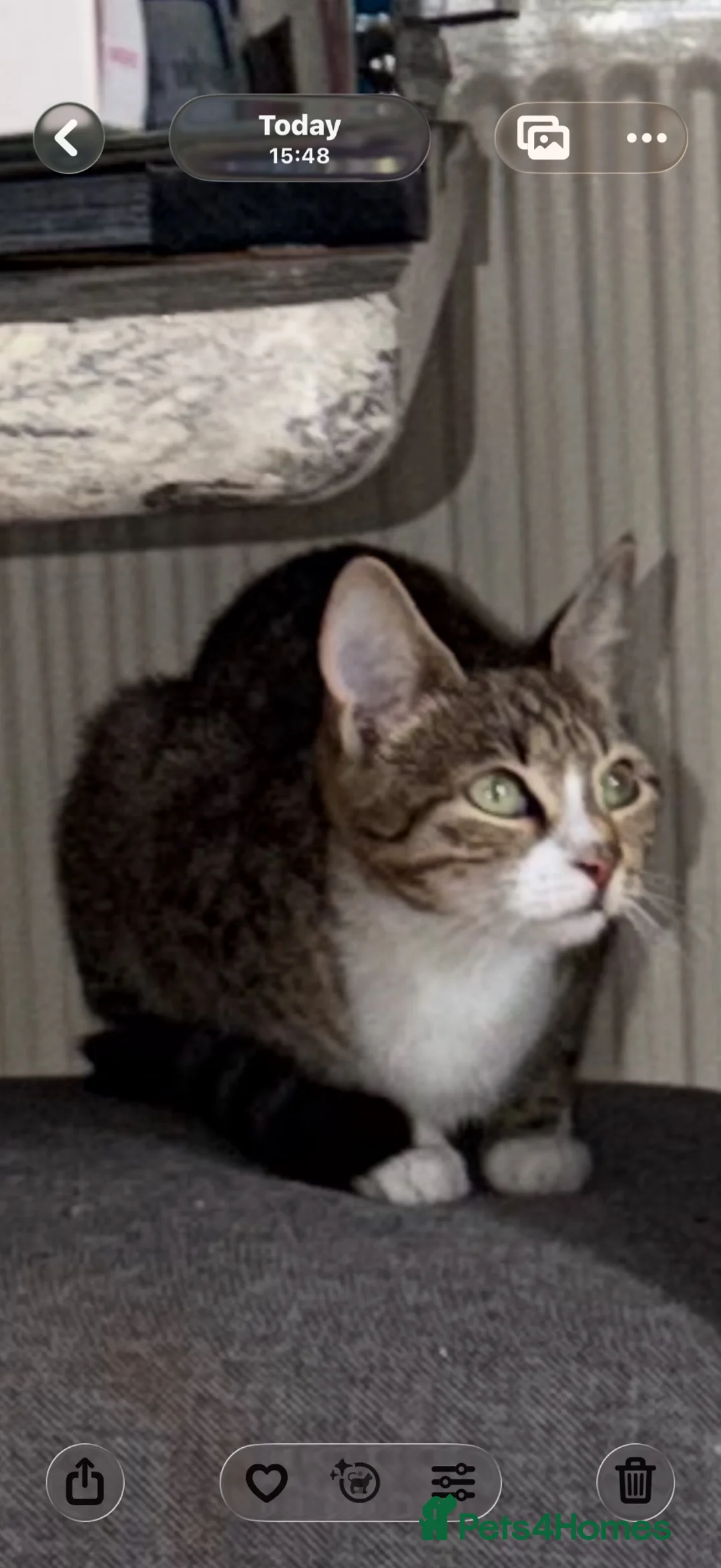 Mixed Breed cats for sale: 2 beautiful male kittens for sale in Basildon - Advert 1
