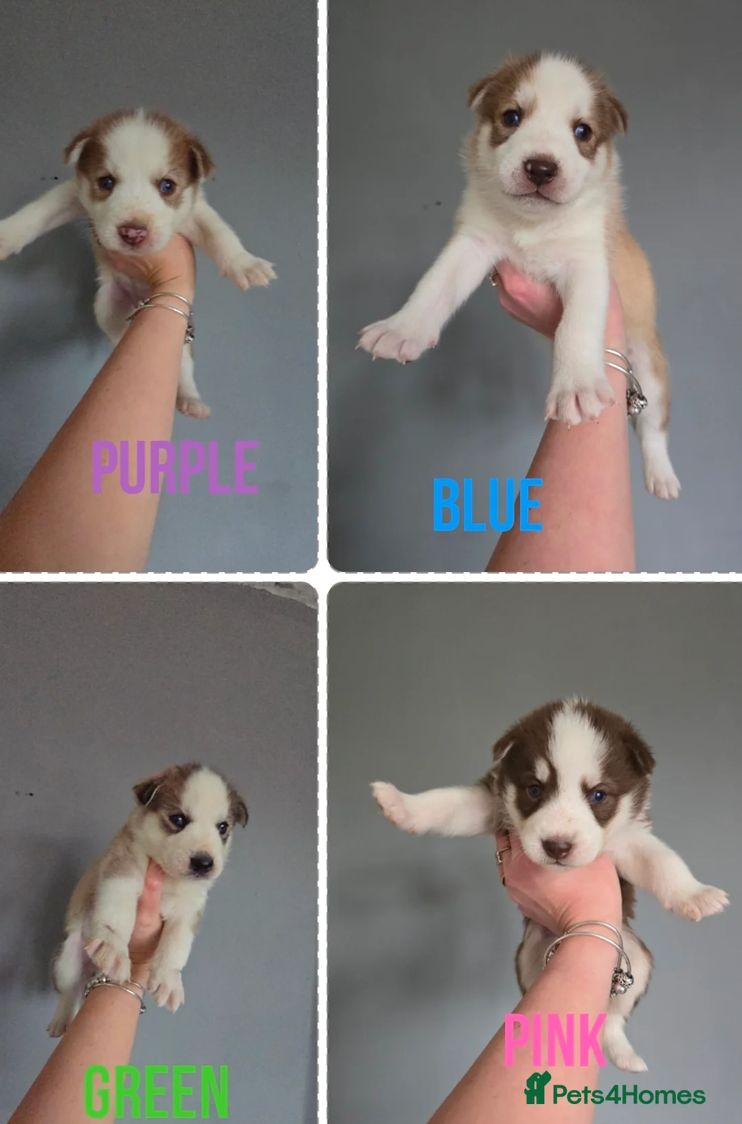 Siberian Husky dogs for sale: Husky puppies  - Advert 40