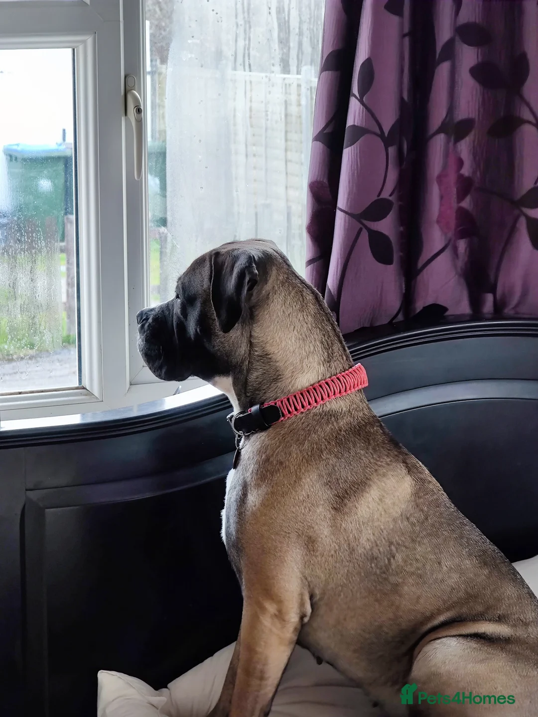 Bullmastiff dogs for sale: Urgently looking to rehome Taz the Bullmastiff  - Advert 2