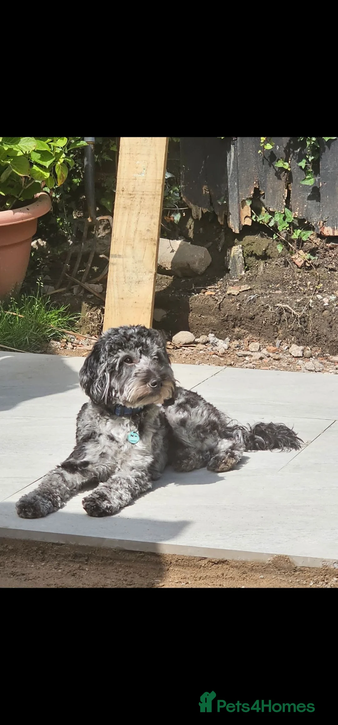 Cockapoo dogs for sale: Beautiful litter of cockapoo pups  in Pontypridd - Advert 2