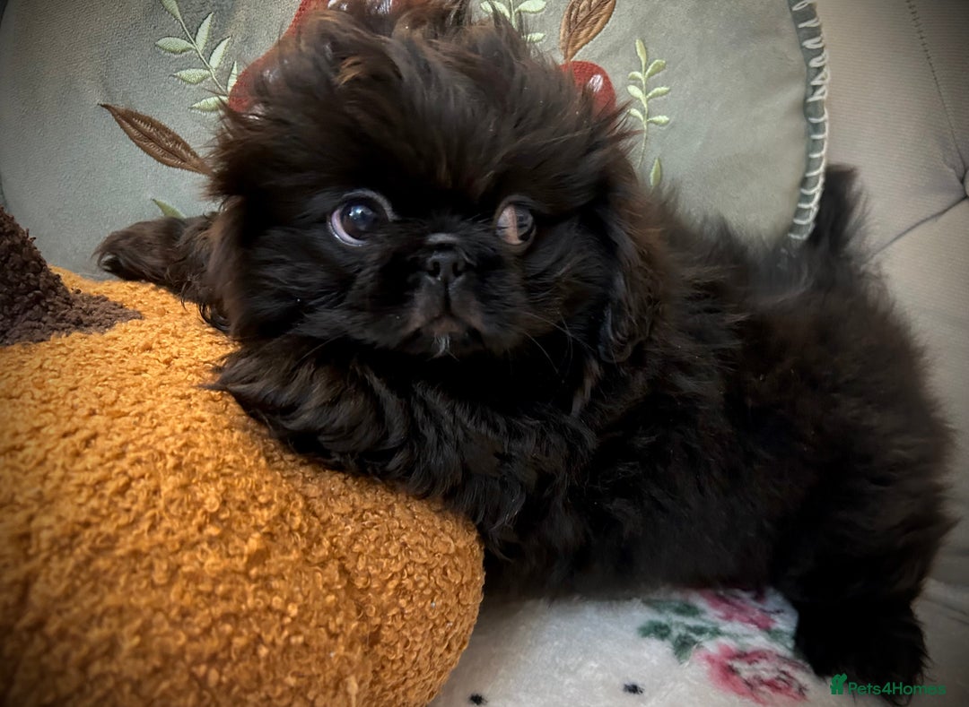Pekingese dogs for sale: Stunning Quality Pekingese puppies Ready Now  - Image 5