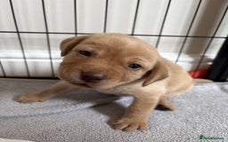 Labrador Retriever dogs for sale: Fox Red / yellow Labrador puppies for sale - Image 26