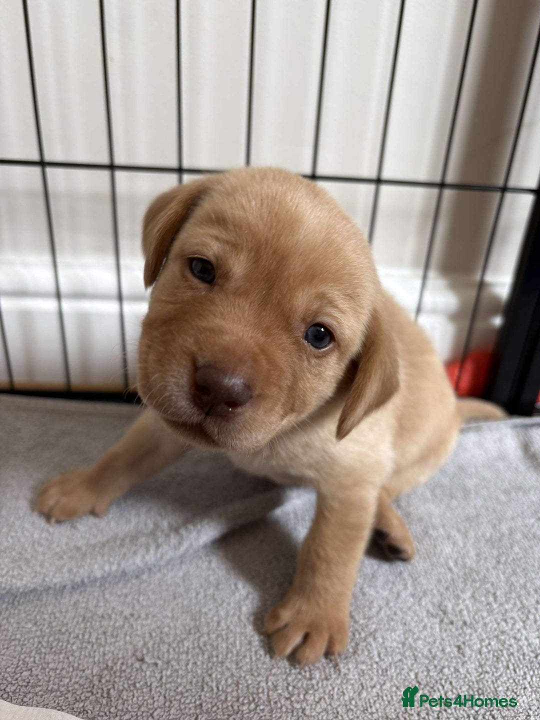 Labrador Retriever dogs for sale: Fox Red / yellow Labrador puppies for sale - Image 26