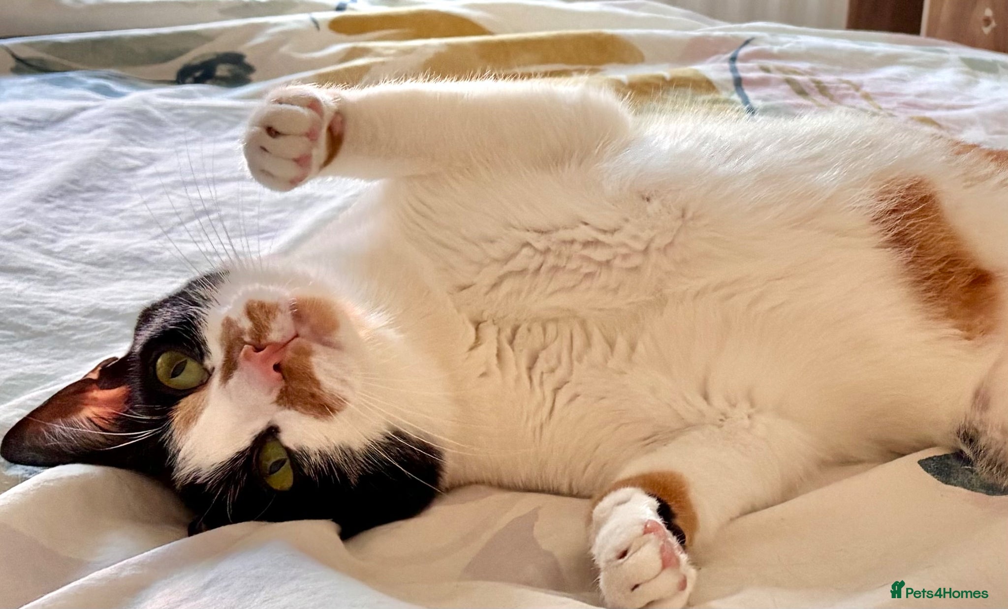 Arabian Mau cats Looking for loving home, with garden/safe roaming  - Advert 1