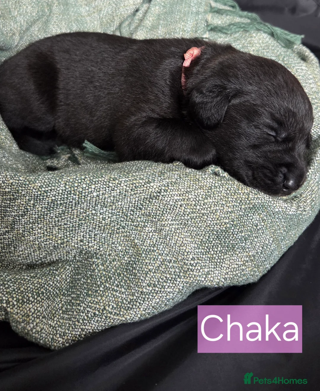 Labrador Retriever dogs for sale: Black Labrador Retriever Puppies – KC Registered - Advert 10