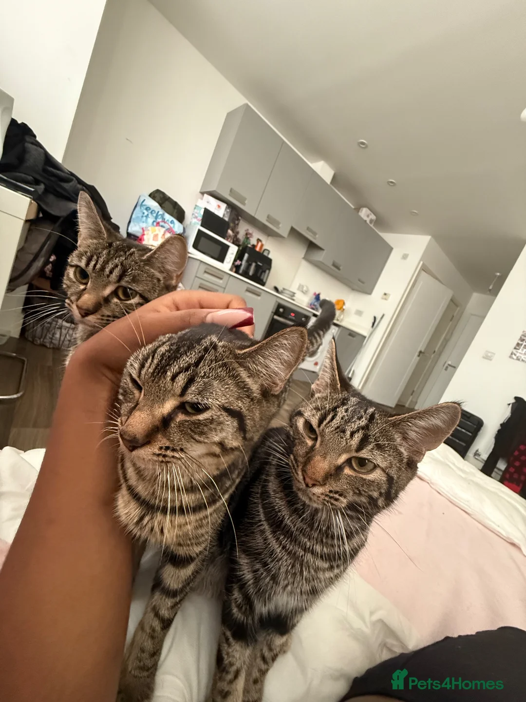 Mixed Breed cats for sale: 3 CATS FOR SALE ASAP - Advert 2