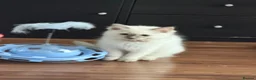 Ragdoll cats for sale: Pedigree Pure Ragdoll babies  - Advert 4