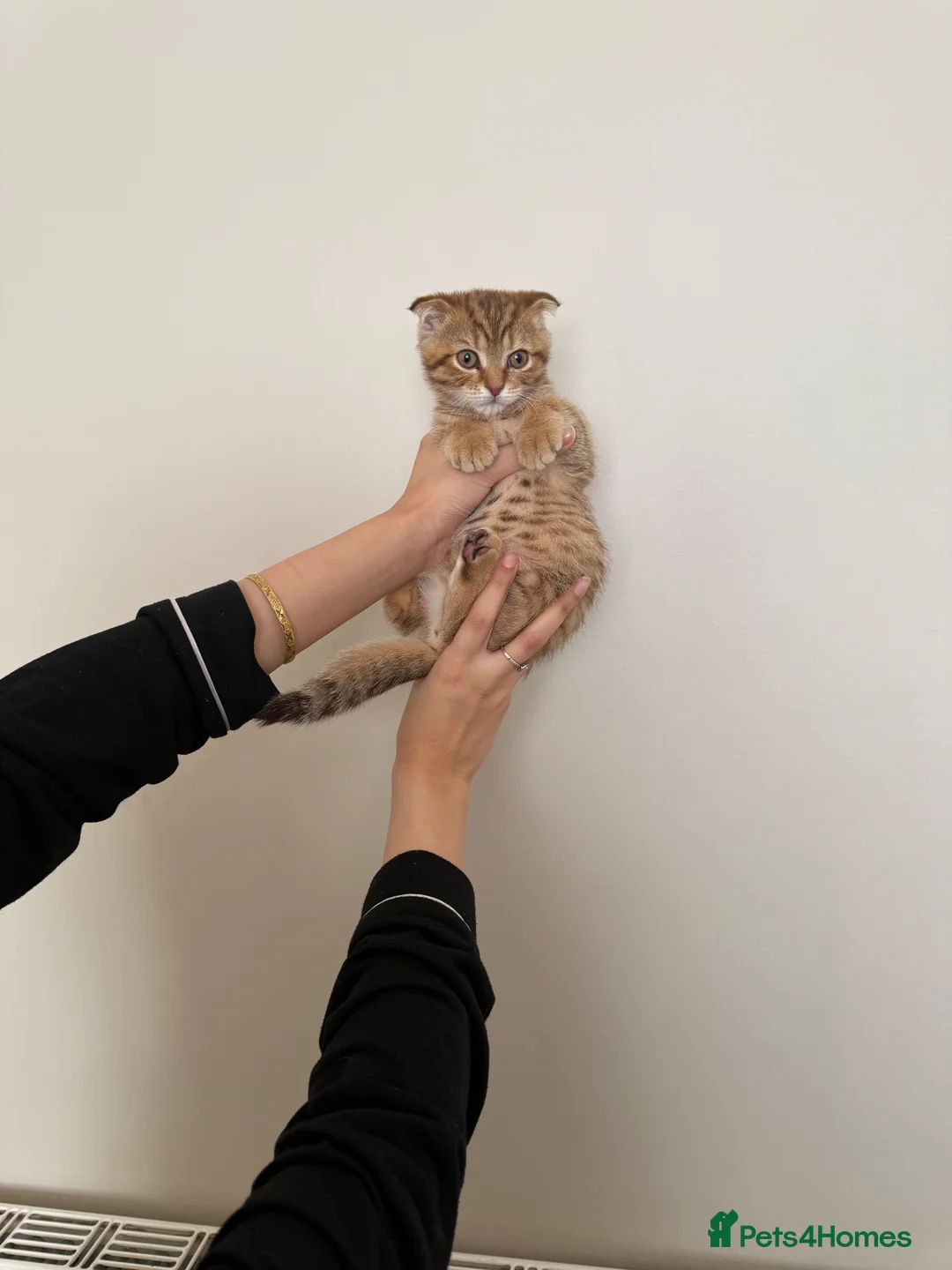 Scottish Fold cats for sale: British shorthair x Scottish fold kittens  in Birmingham - Advert 2