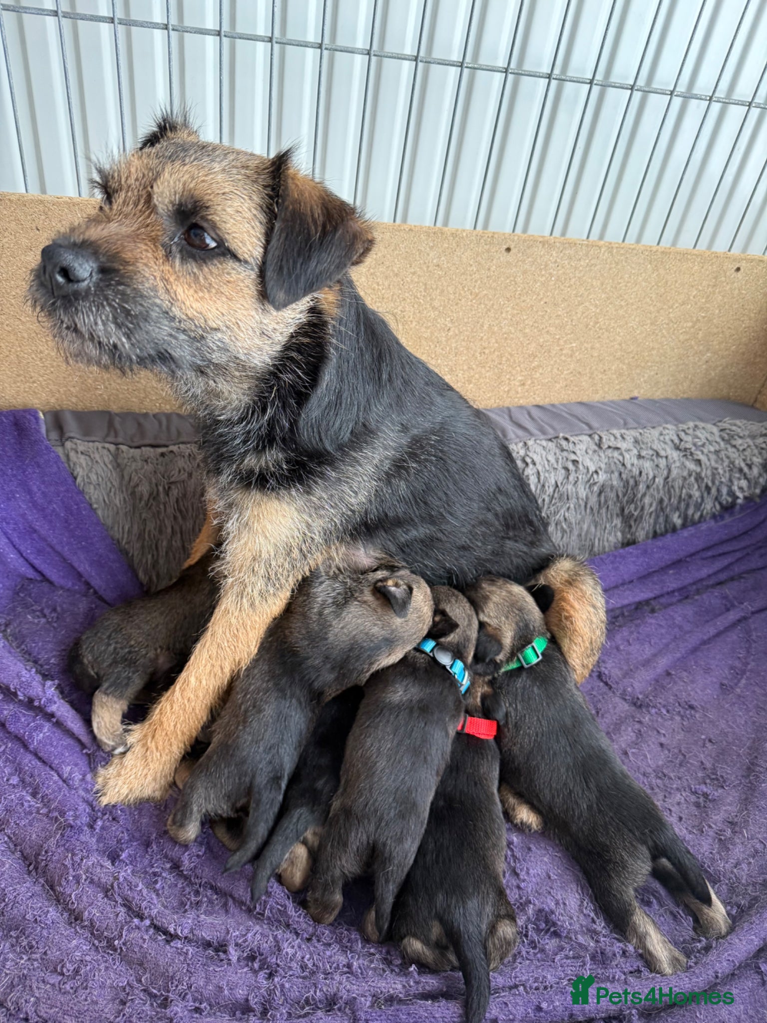 Border Terrier dogs Border terrier puppies  - Advert 1