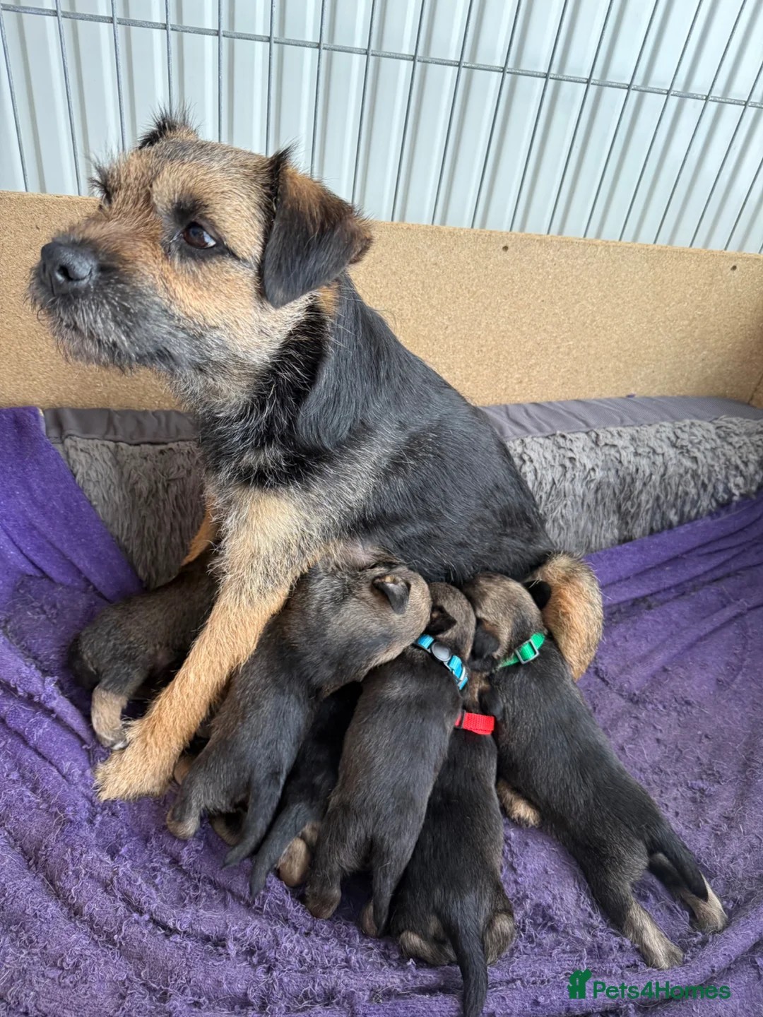 Border Terrier dogs for sale: Border terrier puppies  - Advert 1
