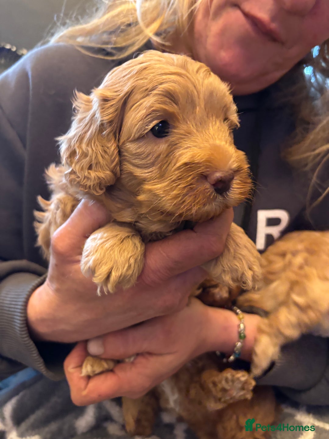Cavapoo dogs for sale: Beautiful F1B cavapoo puppies - Advert 7