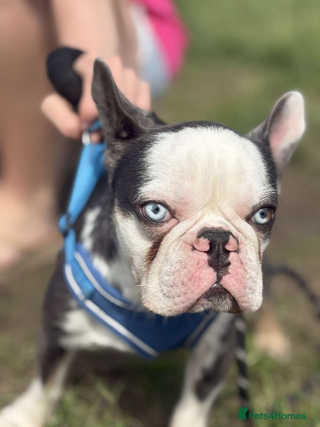 French Bulldog dogs for sale: Miniature french bulldog - Image 3
