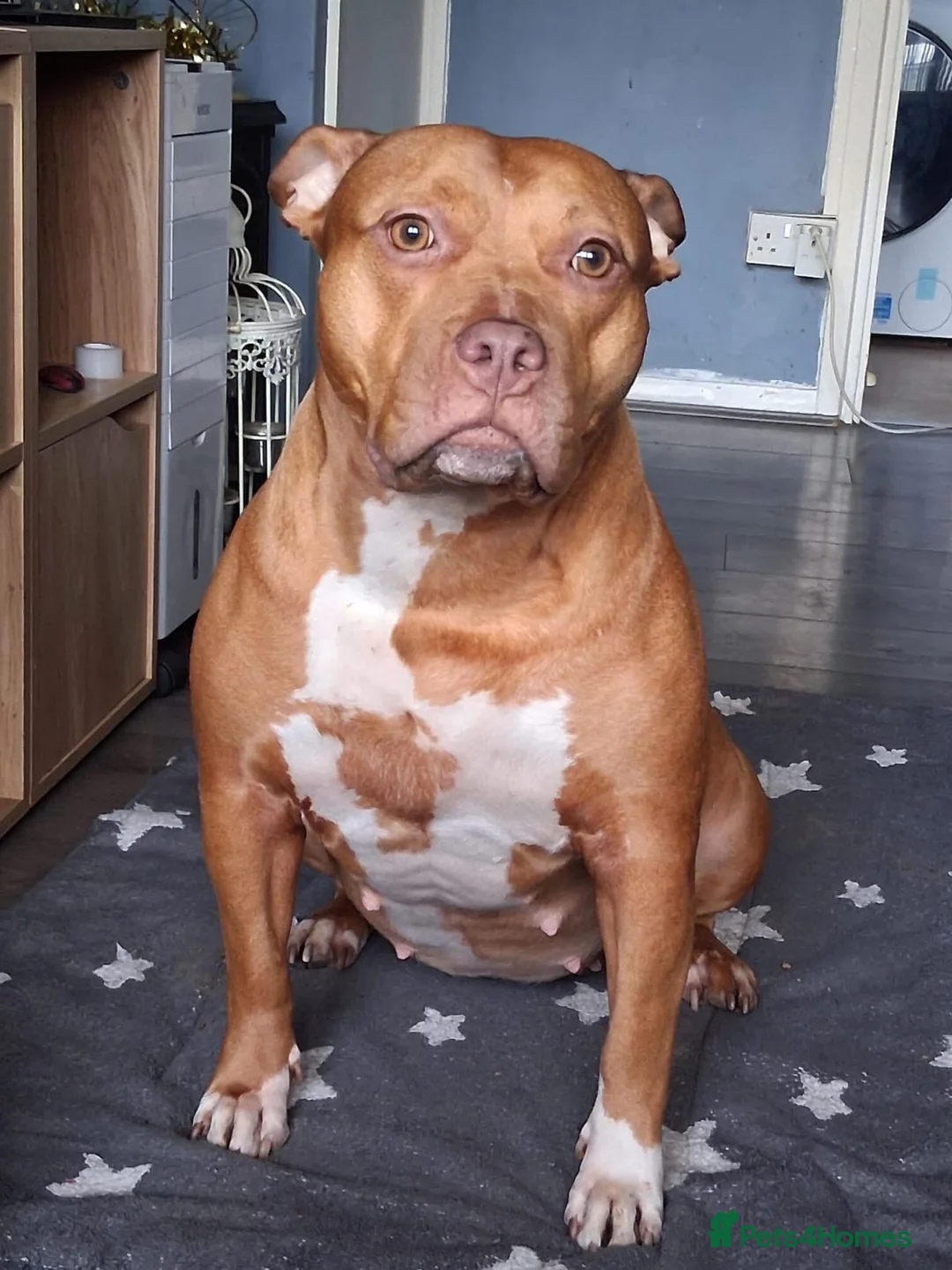American Bull Staffy dogs for sale: Beautiful puppies for sale  in Coventry - Advert 3
