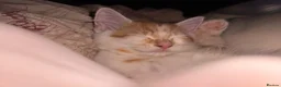 Norwegian Forest Cat cats for sale: Beautiful Norwegian Forest Cat  in Droitwich - Advert 11