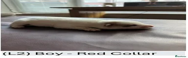 (L2) Boy - Red Collar