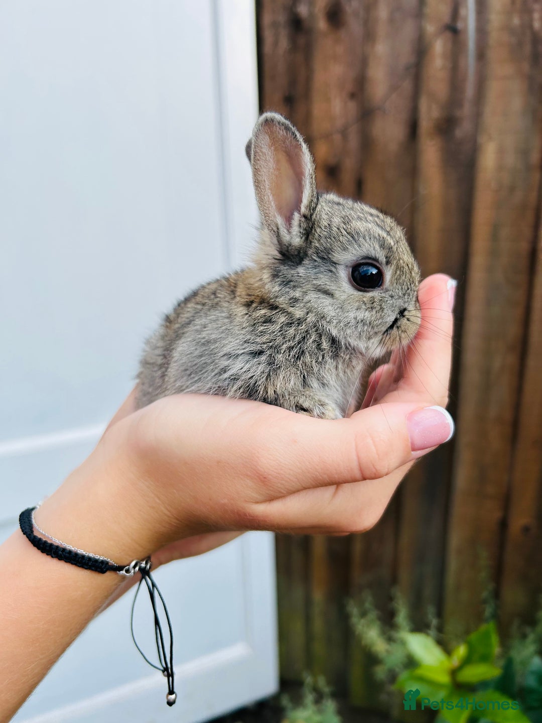 Netherland Dwarf rabbits for sale: Beautiful Netherland dwarf bunnies  - Image 3