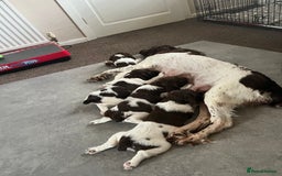 English Springer Spaniel dogs for sale: KC English springer spaniel puppies  - Image 13