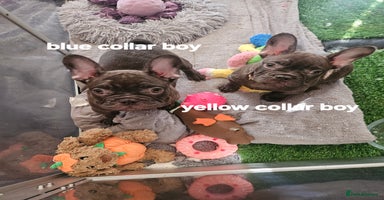 French Bulldog dogs - Advert 6