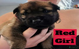 Mixed Breed dogs for sale: Belgian Malinois X Shar-pei puppies  - Image 7